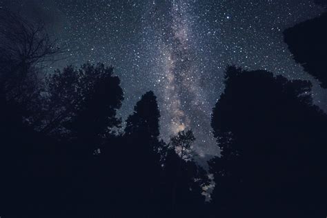 Pine trees, Starry sky, Night, Stars HD wallpaper | Wallpaper Flare