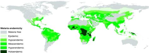 B Global Distribution Of The Sickle Cell Gene A Higher Resolution