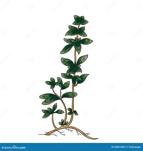 Marjoram Plant And Seeds Isolated On White. Origanum Majorana, Majorana