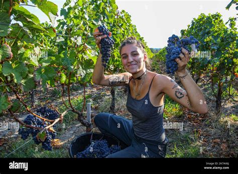 ÂPHOTOPQR SUD OUEST Stephane Lartigue Pomerol 14 09 2020 Pomerol