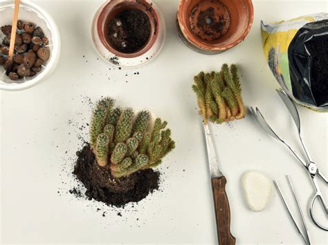 Repotting Cactus Tips How And When To Repot A Cactus Plant