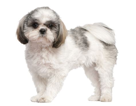 Shih Tzu Steckbrief Charakter Lebenserwartung Pflege