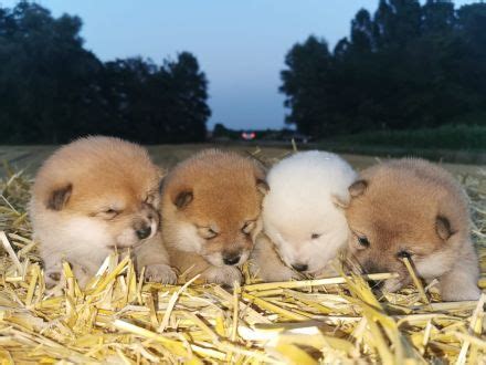 Reinrassige Shiba Inu Welpen in Köln Nordrhein Westfalen Snautz de