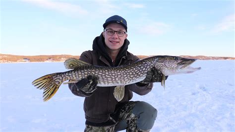 ICE FISHING For PIKE AND WALLEYE YouTube