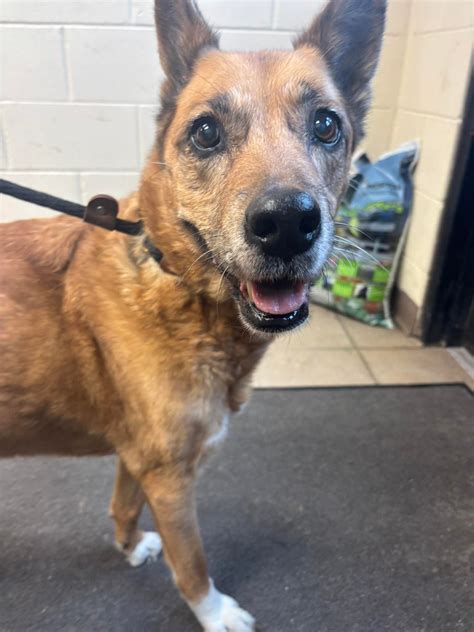 Gloucester County... - Gloucester County Animal Shelter