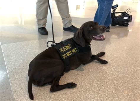 Bomb-sniffing dog show: TSA demos talented K9s at BWI - WTOP News