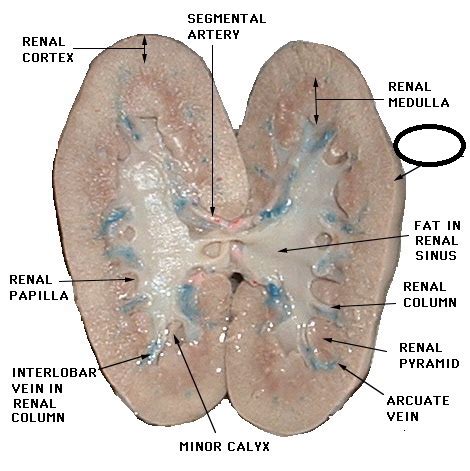 Anatomy and Physiology II Urinary System - Pig Kidney Flashcards | Quizlet