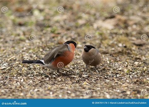 Male And Female Common Bullfinch Pyrrhula Purrhula Stock Photo Image