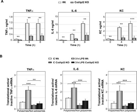 Cot tpl2 controls TNF α KC and IL 6 production and polysomal