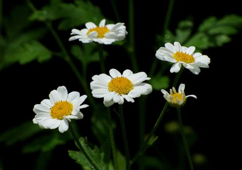 Banco De Imagens Natureza Plantar Prado Flor P Tala P Len