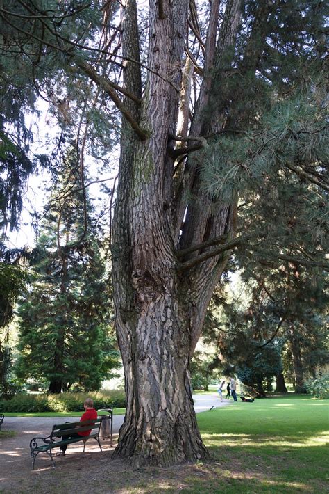 Multi Stem Pine Hofgarten Innsbruck Jutta Monhof Flickr