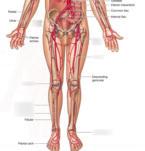 Vessel Anatomy Arteries Of The Lower Extremities Diagram Quizlet