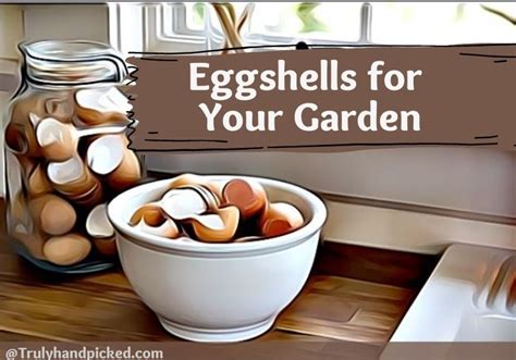 How To Use Eggshells In My Garden Eggshells For Plants Birds