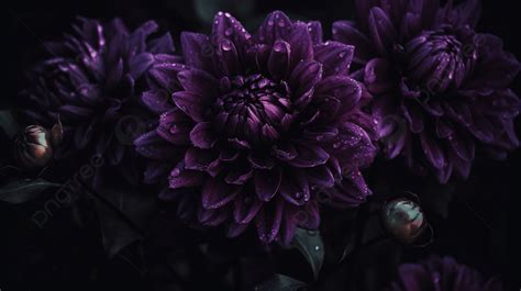 Dark Purple Flower Wallpapers 4k Hd Dark Purple Flower Backgrounds On Wallpaperbat