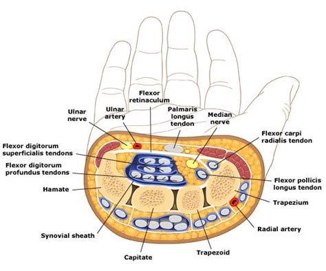 The Wrist And Carpal Tunnel - CoreWalking