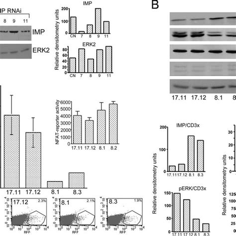 Imp Represses The Transcriptional Response In Human T Cells A Western