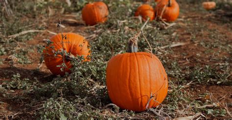 Pumpkins in the Field · Free Stock Photo