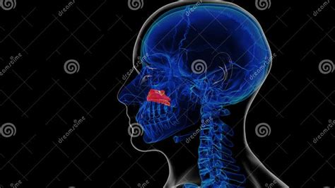 Human Skeleton Inferior Nasal Concha Anatomy 3D Rendering Stock Illustration - Illustration of ...