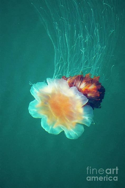 Lion S Mane Jellyfish Photograph By Mark Williamson Science Photo