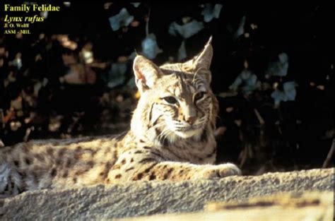 Bobcat State Of Tennessee Wildlife Resources Agency