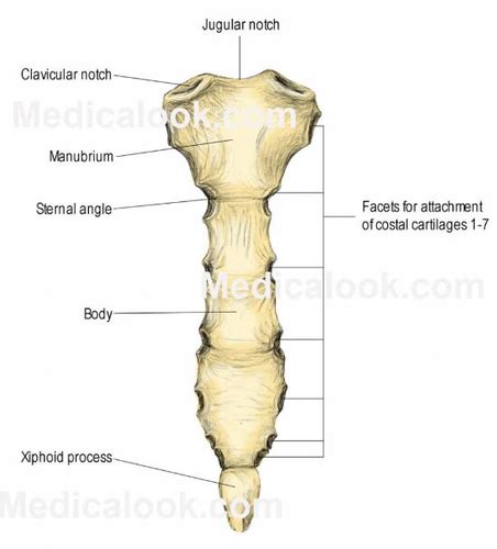 The Axial Skeleton Ribs And Sternum Flashcards Quizlet