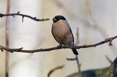 Eurasian Bullfinch Sits On A Branch Of A Wild Apple In A Winter Stock