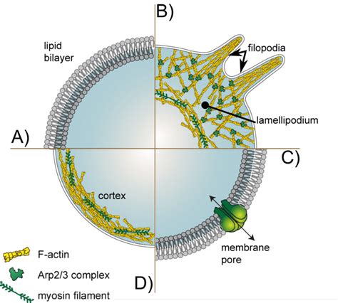 Cell Membrane Transmembrane Proteins