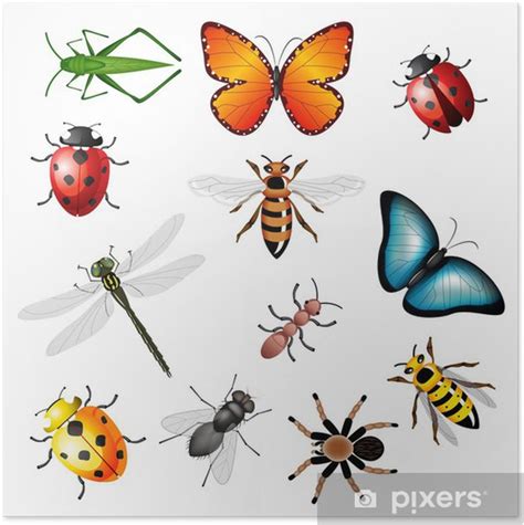 Poster Collezione Di Insetti Vettori Insetti E Invertebrati Pixers