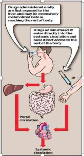 Intro To Pharmacokinetics And Pharmacodynamics Flashcards Quizlet