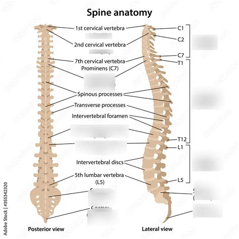 Vertebral Column Diagram Diagram Quizlet