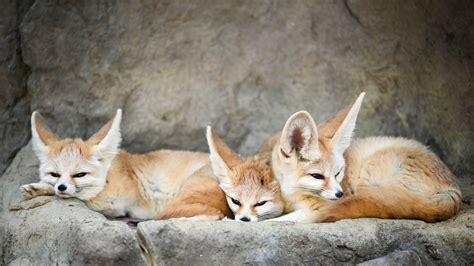 Fennec Fox Fact Sheet | Blog | Nature | PBS