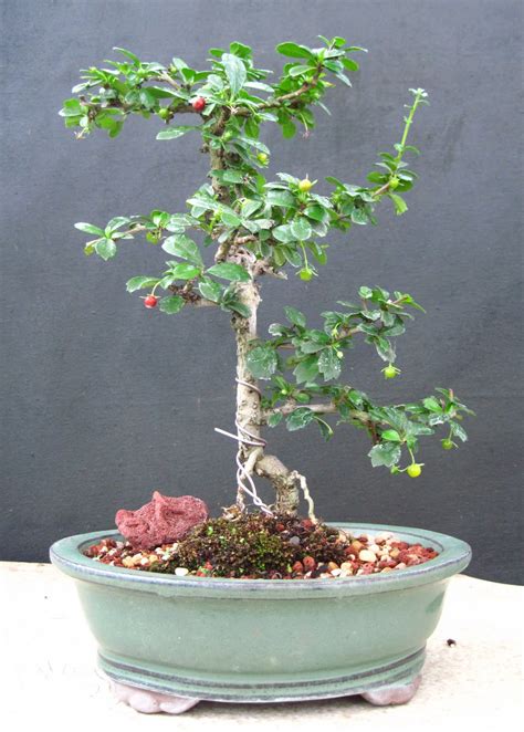 Best Starting Bonsai Trees In The World Check It Out Now Leafyzen