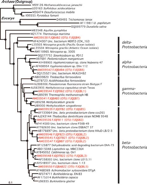 Bacterial Phylogenetic Tree Based On 16s Rrna Gene Sequences Of Members