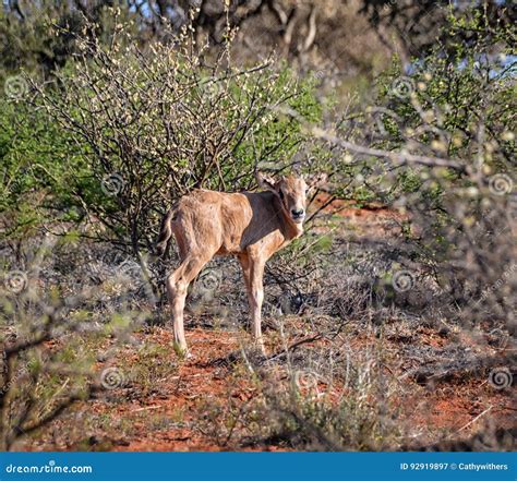 Baby Gemsbok Antelope Stock Image Image Of Landscape 92919897