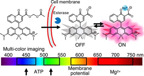 Near Infrared Fluorescent Probes For Imaging Of Intracellular Mg2 And