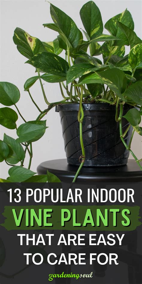 Popular Indoor Vine Plants That Are Easy To Care For In