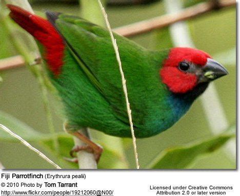 Fiji parrotfinch - Alchetron, The Free Social Encyclopedia