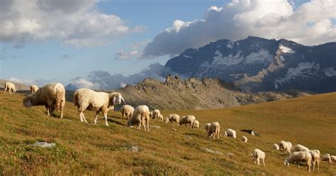 Sicilialleva Al Via L Undicesima Edizione Ad Alia