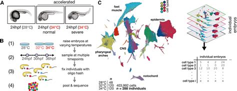 Proteostasis Governs Differential Temperature Sensitivity Across