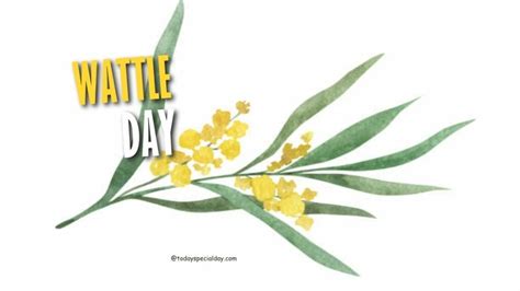 Wattle Day September 1 2023 In Australia Today Special Day