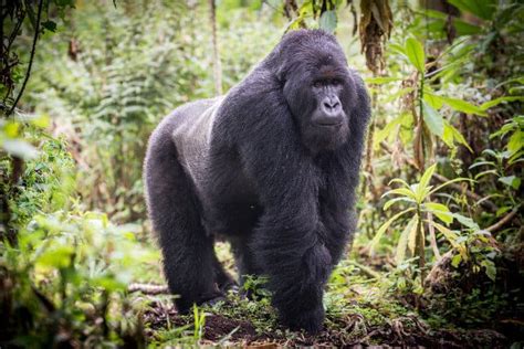 6 Critical Reasons Why the Mountain Gorilla is Endangered