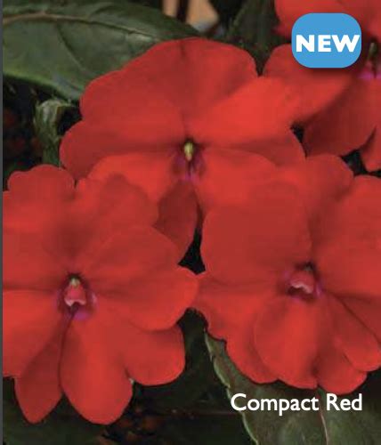 Impatiens Sunpatiens Compact Deep Red Modern Homestead Home Garden