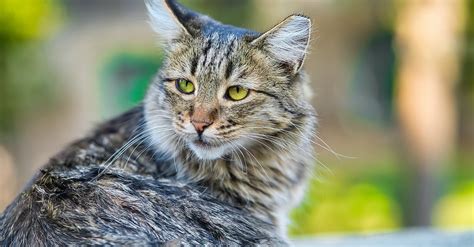 Os Fascinantes Segredos Dos Gatos Maine Coon Descubra Curiosidades