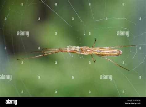 Long Jawed Orb Weaving Spider Hi Res Stock Photography And Images Alamy