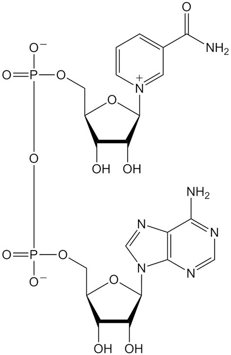 Nicotinamide Adenine Dinucleotide American Chemical Society