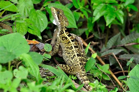 Photographs of Belizean Wildlife, Belize Animals, Caribbean Critters