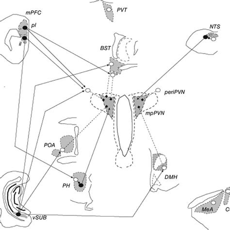 Organization Of The Hpa Axis Hpa Axis Stress Responses Download Scientific Diagram