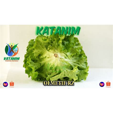 Olmetie Lettuce Seeds By Rijk Zwaan Katanim Lazada Ph