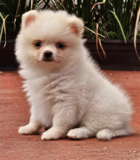 Cachorros Pomeranos En Venta Pomeranias Mx Mexico