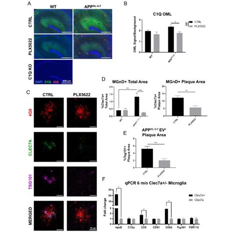 PLX5622 Treatment Ablates Microglia And Increases Amyloid Plaque